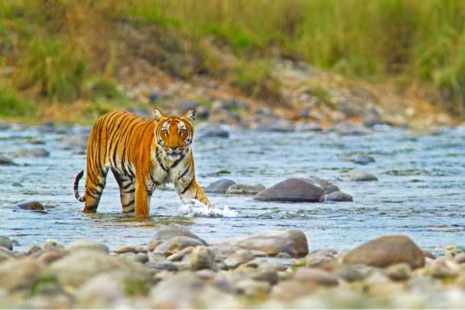 Jim Corbett National Park — photo 1