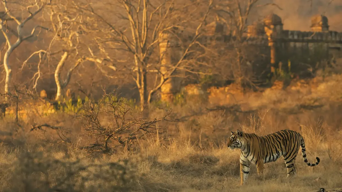 Ranthambhore National Park — photo 1