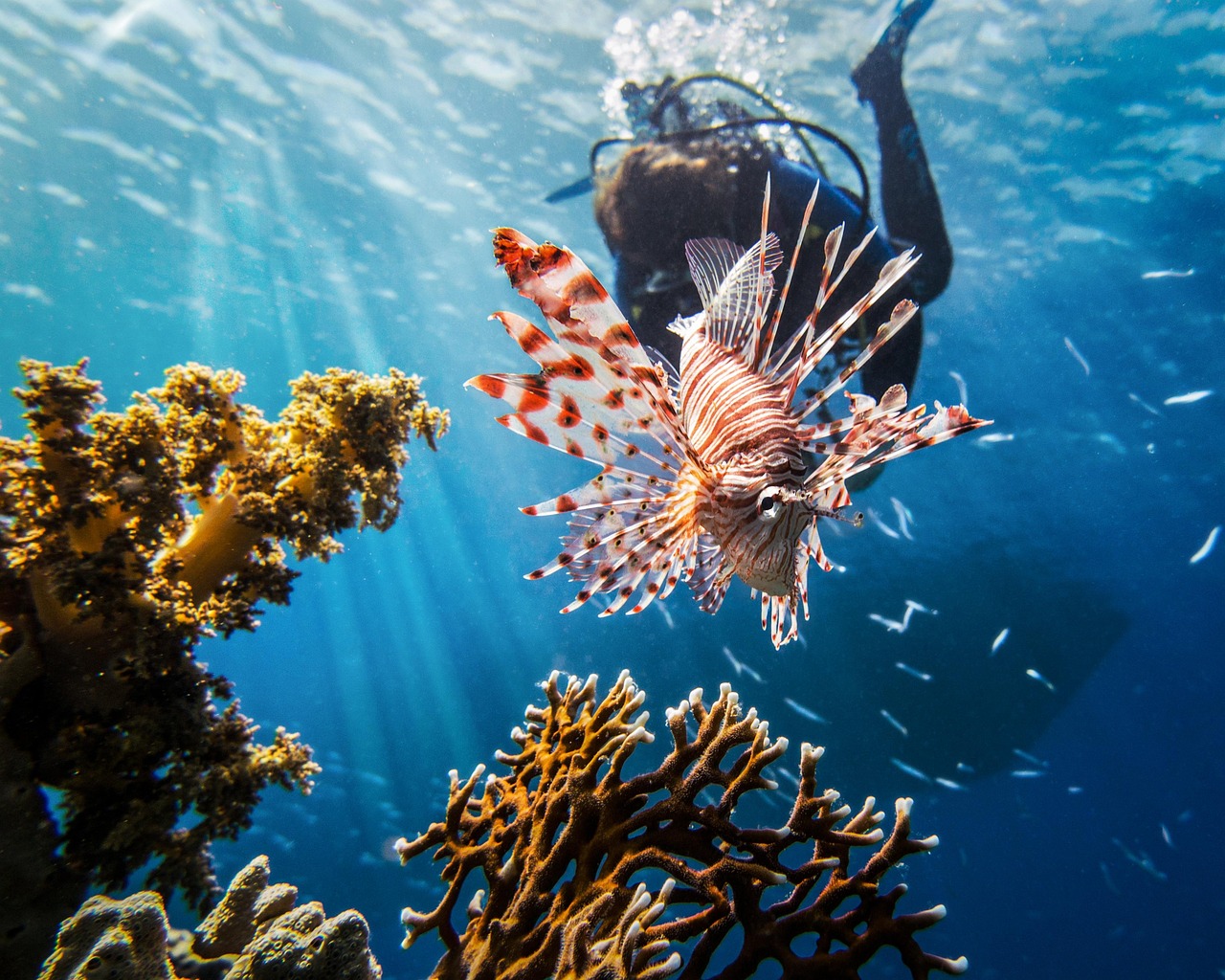 Scuba Diving in Netrani Island (Karnataka) — photo 1