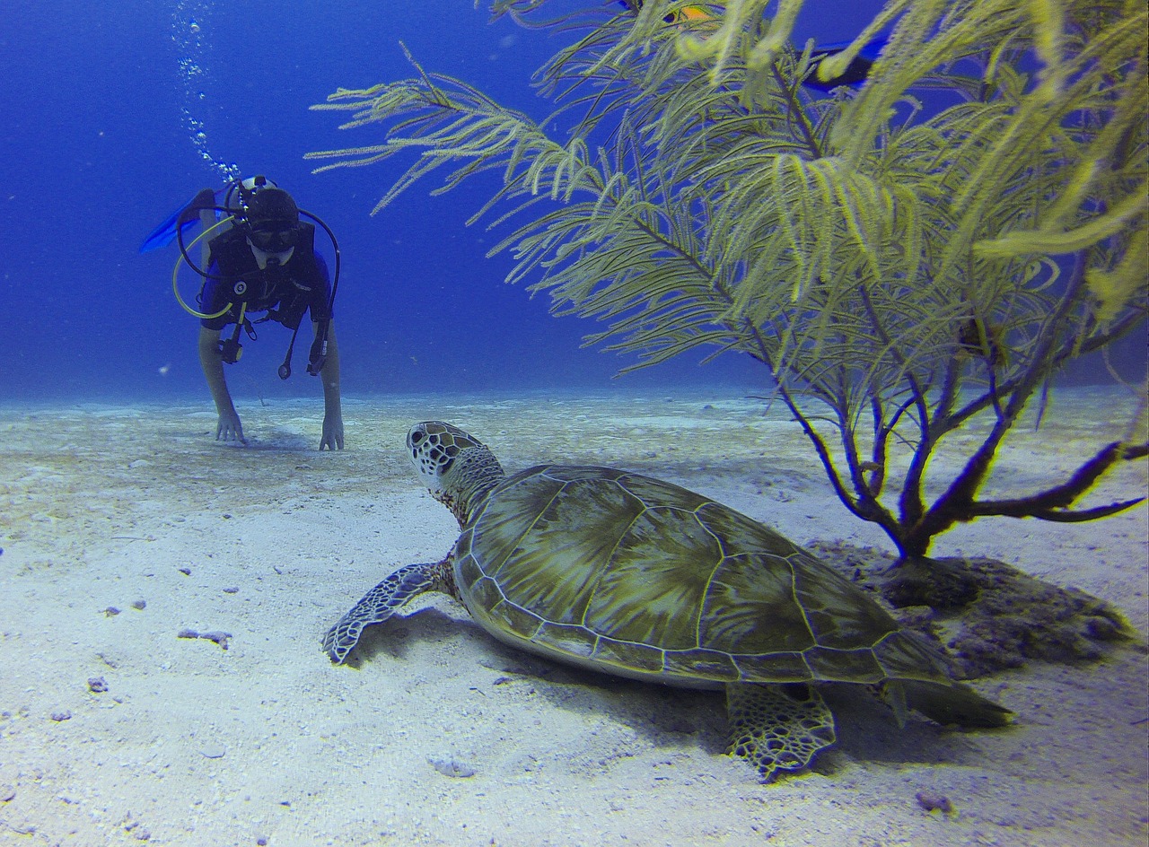 Scuba Diving in Goa — photo 1