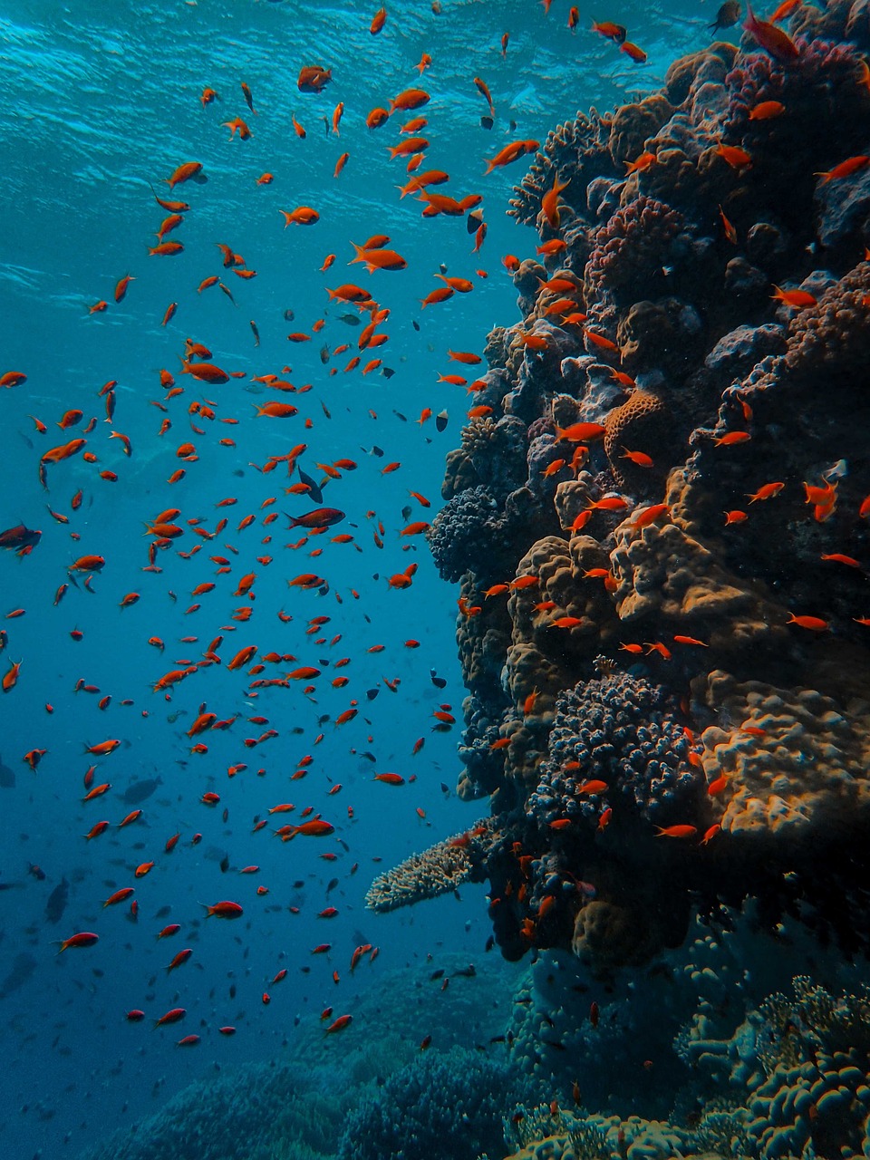 Scuba Diving in Andaman & Nicobar Islands — photo 1